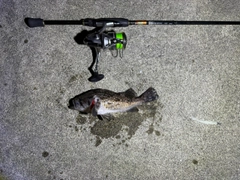 クロソイの釣果