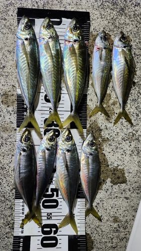 マアジの釣果