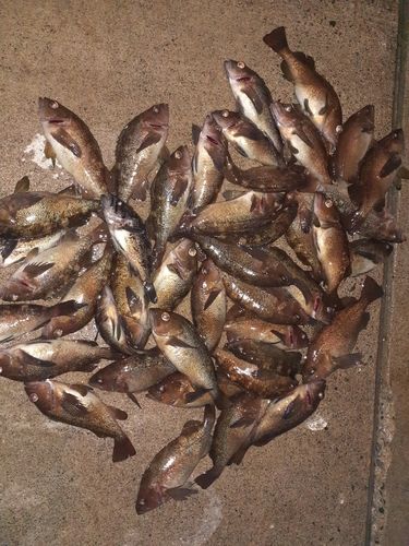 エゾメバルの釣果