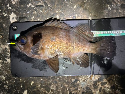 シロメバルの釣果