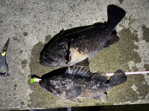 クロソイの釣果