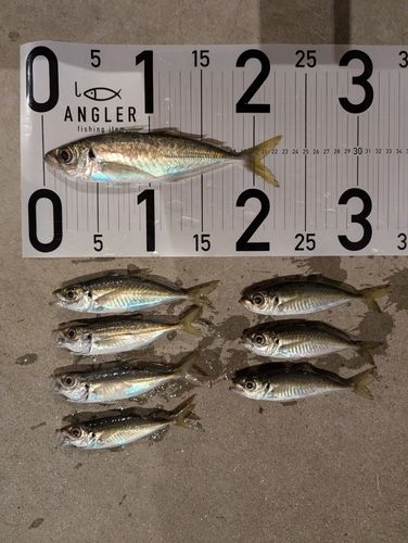 アジの釣果