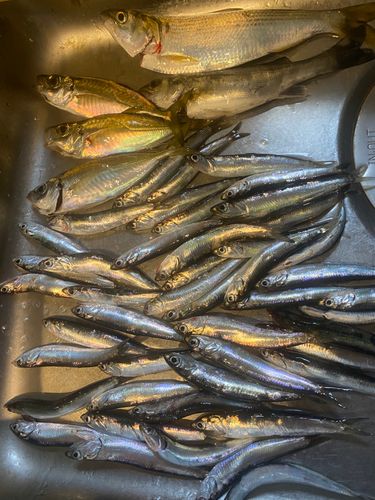 カタクチイワシの釣果