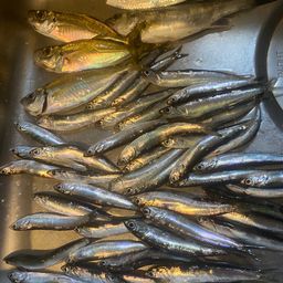 カタクチイワシ