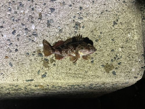 マリナタウン海浜公園