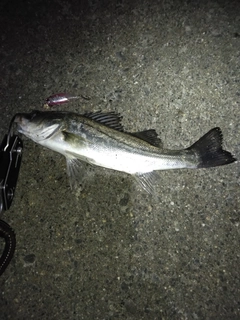 セイゴ（マルスズキ）の釣果
