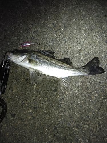 セイゴ（マルスズキ）の釣果