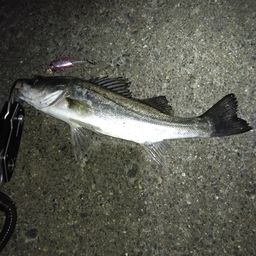 セイゴ（マルスズキ）