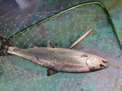 サクラマスの釣果