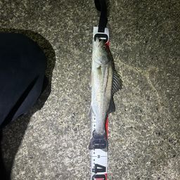 セイゴ（ヒラスズキ）