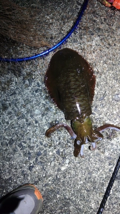 アオリイカの釣果