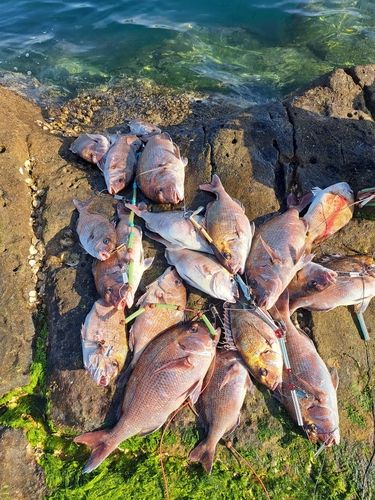 マダイの釣果