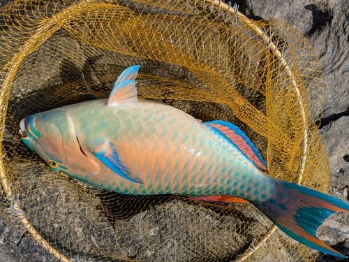 ヒブダイの釣果