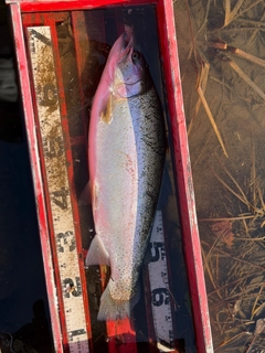 ニジマスの釣果