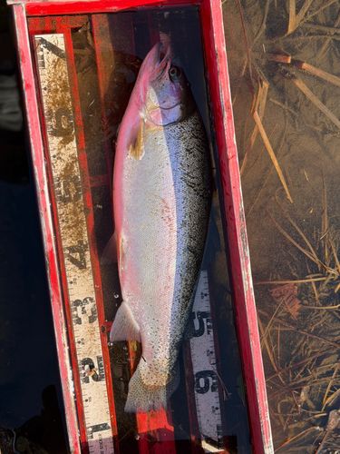 ニジマスの釣果