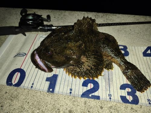 ギスカジカの釣果