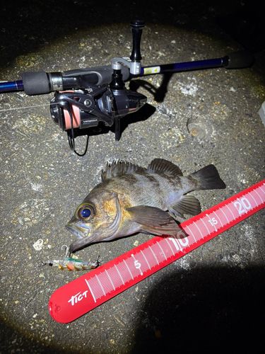 メバルの釣果