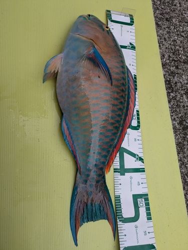 ヒブダイの釣果