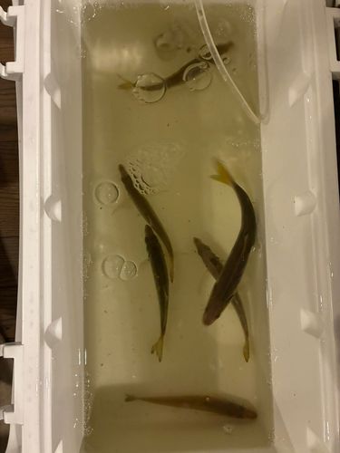 本牧海づり施設