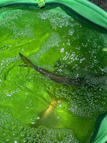 東京湾（アクアライン〜富津）