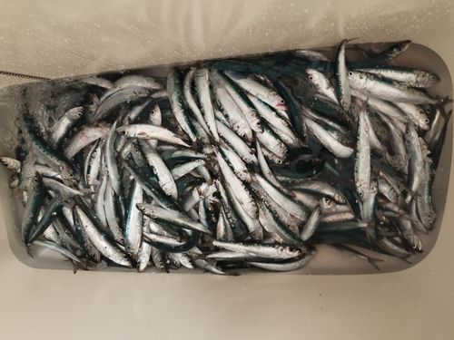 イワシの釣果
