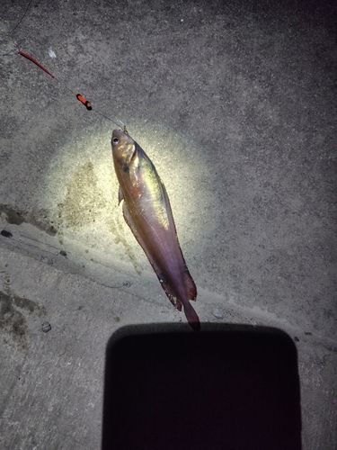 エゾイソアイナメの釣果