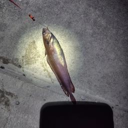 エゾイソアイナメ