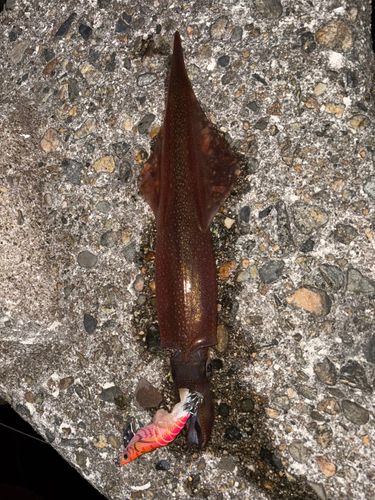 ヤリイカの釣果