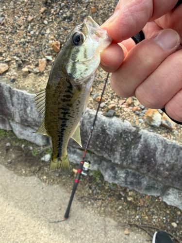 ブラックバスの釣果