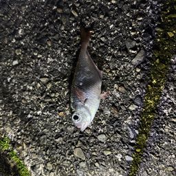 ミナミハタンポ