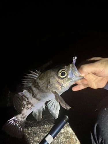 シロメバルの釣果