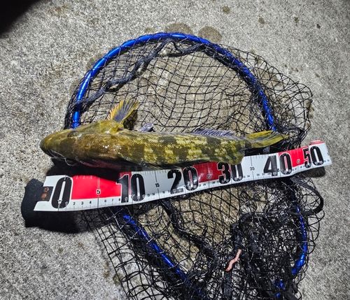 アイナメの釣果