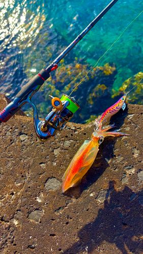 ケンサキイカの釣果