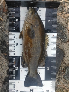 スモールマウスバスの釣果