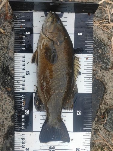 スモールマウスバスの釣果