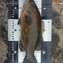 スモールマウスバス