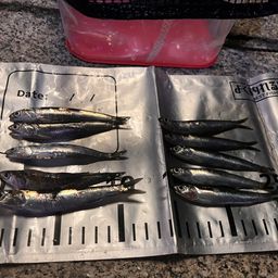 カタクチイワシ