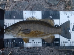 スモールマウスバスの釣果