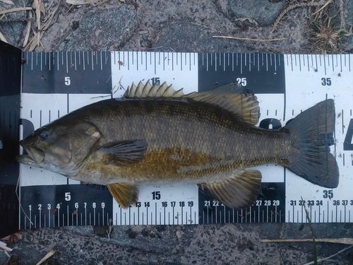 スモールマウスバスの釣果