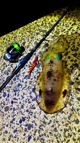 アオリイカの釣果