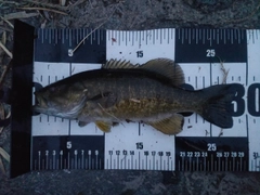 スモールマウスバスの釣果