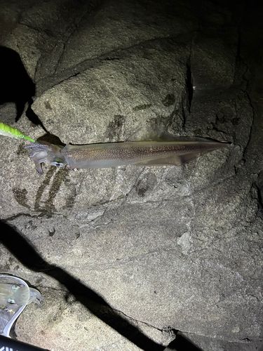 ヤリイカの釣果