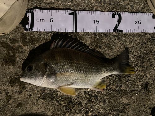 碧南海釣り公園