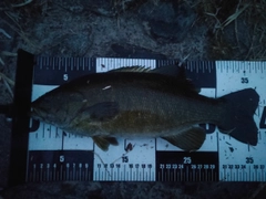 スモールマウスバスの釣果