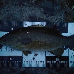 スモールマウスバス