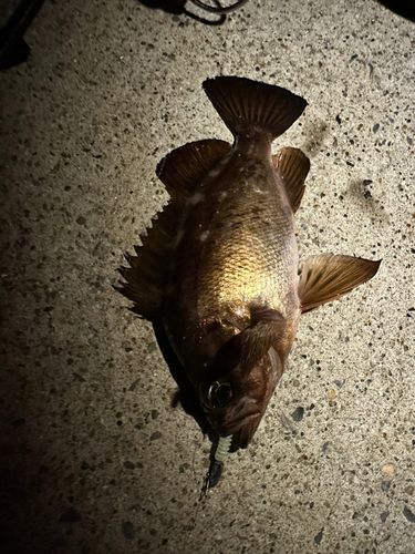 メバルの釣果