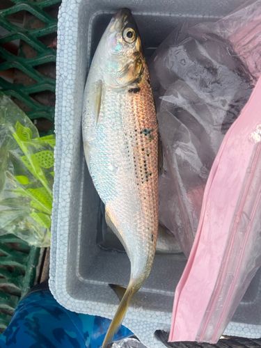 コノシロの釣果