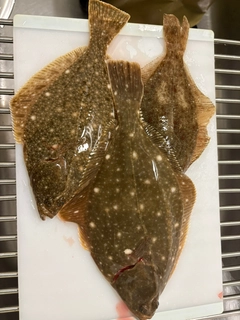 マガレイの釣果