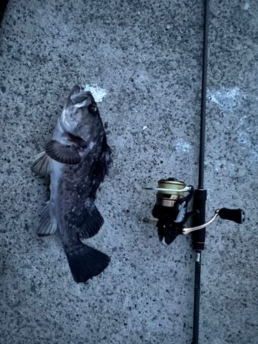 クロソイの釣果