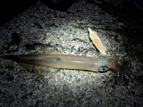 ヤリイカの釣果